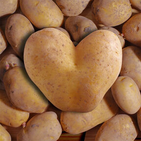 Фото Сколько времени нужно варить картошку в мундире в кастрюле после закипания воды?